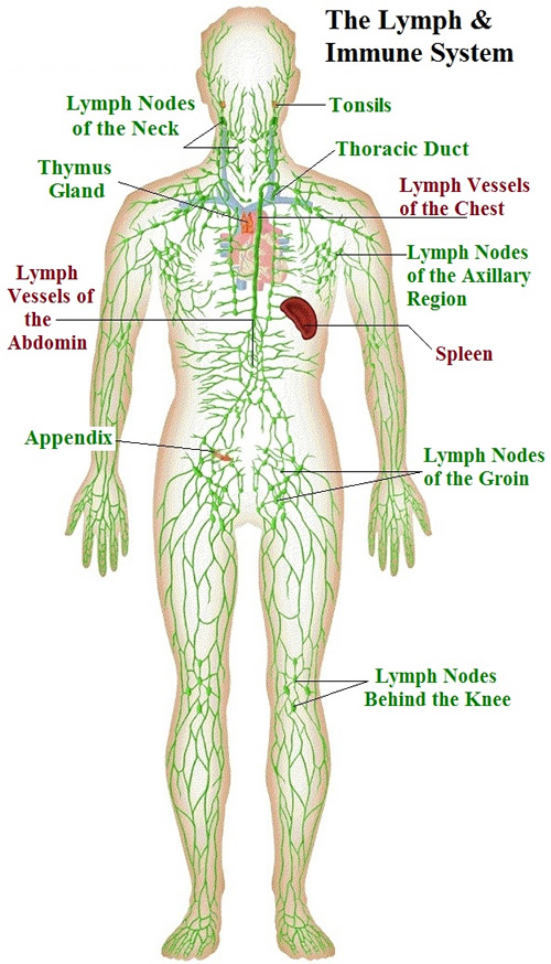 Lymphatic And Immune System Part 1