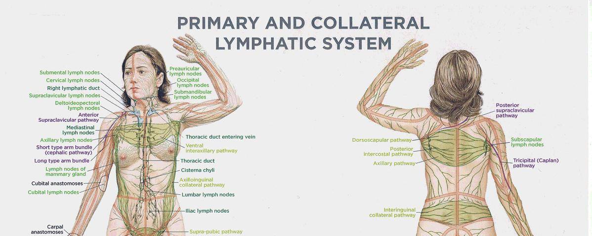 The Importance Of A Healthy Lymphatic System Blog Elements Massage   Lymphatic1 