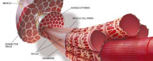 illustration of muscle fiber